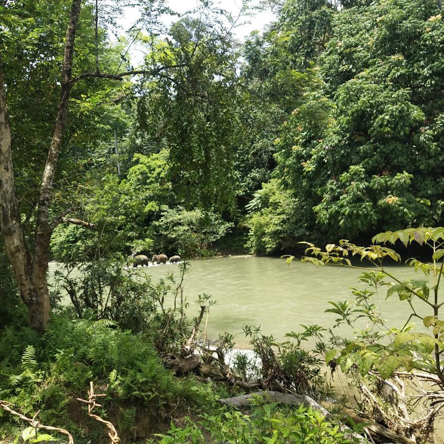 Mountain View Cottages & Villa Tangkahan Exterior photo